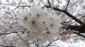 桜　前